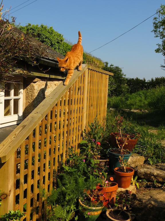 Borea Barn Vegetarian B&B St Ives Extérieur photo