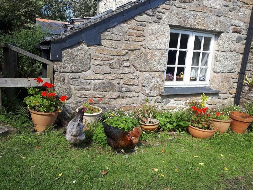 Borea Barn Vegetarian B&B St Ives Extérieur photo